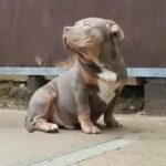 American Bully Pocket Bloodline? in Luton