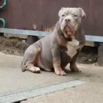American Bully Pocket Puppies Bloodline ? in Luton