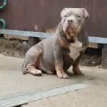 American Bully Pocket Puppies Bloodline 🔥 in Luton