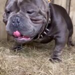 Exotic Female Puppy in London