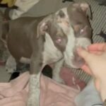 ABKC Purple Lilac Ticked XL Bully Puppy in Guildford