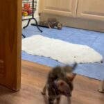 Bengal Kittens ❤️ in London