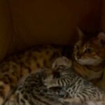 Bengal TICA Boy & Girl Available in London