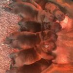 Staffordshire Bullterrier Puppies in Cardiff