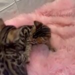 BENGAL PURE BREED KITTENS READY FOR NEW HOME in London