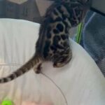 BENGAL PURE BREED KITTENS READY TO GO in London