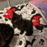 Mom And Kittens in Birmingham