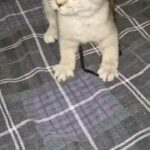 silver shaded British shorthair in Sheffield