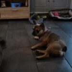 French bulldog in Manchester