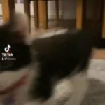 female kitten for sale! in Birmingham