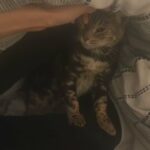 Imported Bengal female Cat TICA Registered in Birmingham