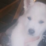 American Akita in Telford and Wrekin
