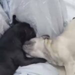 Quality French Bulldog Puppies in Wychavon