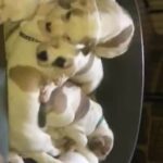Only 2 American Bulldog Pups Left in Staffordshire