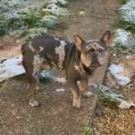 Blue Merle French Bulldog Stud in East Northamptonshire
