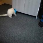 ferret 11 month tame silver hob in Birmingham