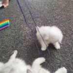 Pinky Chinchilla Persian for Sale in Birmingham