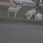 Micro Bully in Cardiff