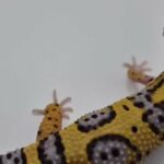 Leopard Gecko Young in Forest Heath