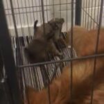 Ready To Leave Now  Pomchi Boy Pups in Chelmsford