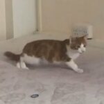FREE Ginger And White Kitten in London