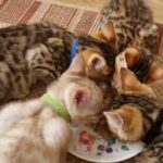 Beautiful Bengal Kittens in Basildon