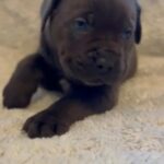 Full Pedigree Cane Corso Pups in Nottingham