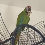 Military Macaw Baby For Sale in London