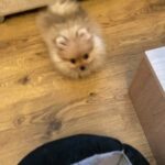 Mini Pomeranian Puppies For Sal in Sheffield