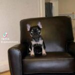 minature french bull dog 5 month in Manchester