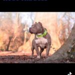 Stud Boy Lilac Ghost Tri in Wakefield
