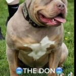 CHOCOLATE TRI POCKET BULLY STUD in Wakefield