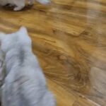 pedigree silver british shorthair in St Edmundsbury