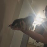 chihuahua x jack in Eastbourne