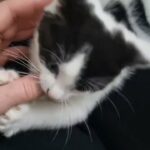 8 Weeks Female Kitten ready to leave Now in London