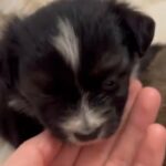 6 MALE PUPPIES FOR SALE in Manchester