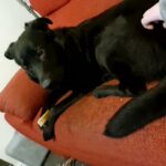 1 year old Male unnutered German sheprador in Neath Port Talbot