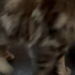 Kittens in Harlow