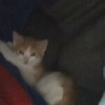Ginger And White Kitten in London