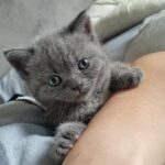 Top Quality British Shorthair Kitten in Cardiff