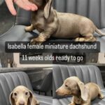 Isabella Female Miniature Dachshund in Peterborough