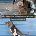 Chocolate And Tan Female Miniature Dachshund in Peterborough