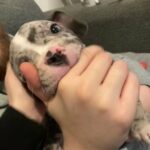 Gorgeous Merle Pocket Bully Male in London