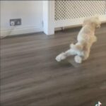 Not For Sale Stud Only Toy Poodle Stud Tiny Bob Fully Proven & Health Tested in Broxbourne