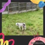 Health Tested Silver Parti Merle Toy Poodle for Stud in Hereford