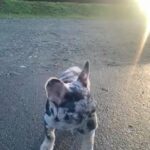 Lilac+Tan Merle French Bulldog in Chelmsford