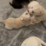 ** Ready To Leave ** Husky Puppies Pure White Only 3 Left in Walsall