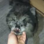 Black Merle Chow Chow in Fife