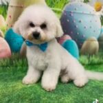 For Stud Only KC Registered Bichon Frise in Broxbourne