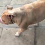 American merle bully stud in Leeds
